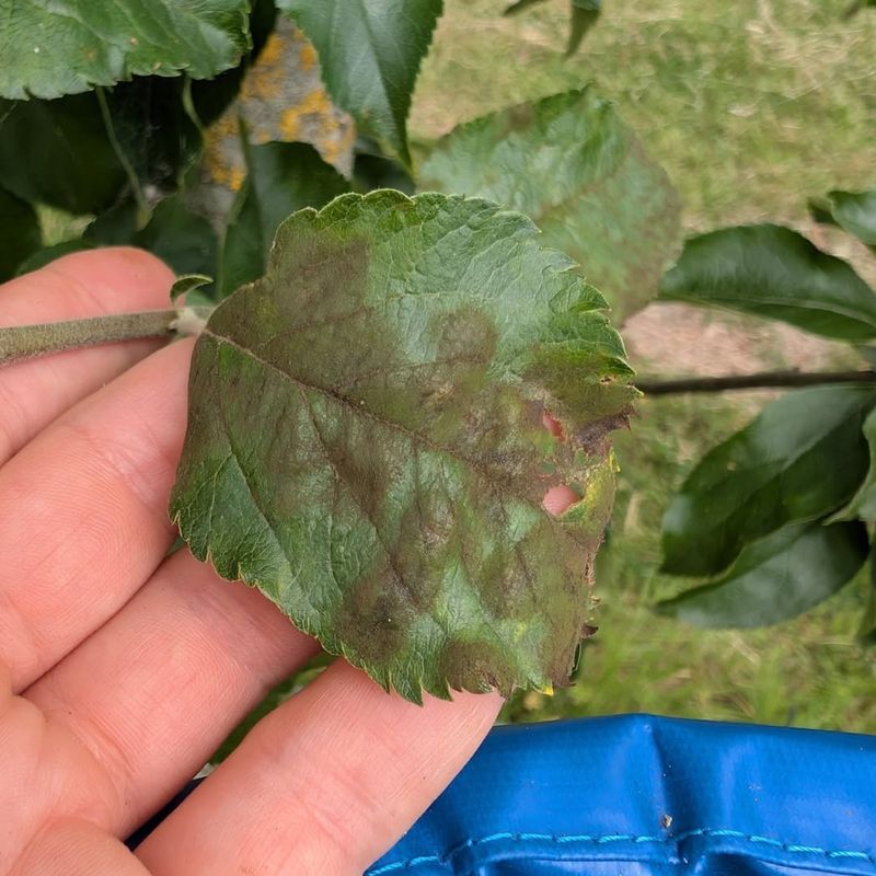 Wet Leaves Make It Easy For Plant Diseases To Spread