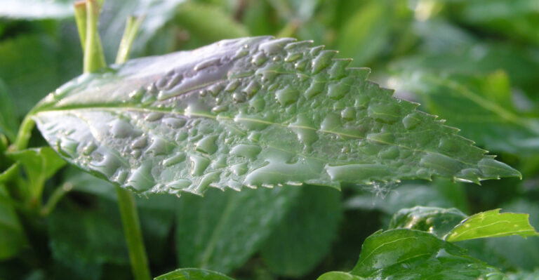 plant (featured image)