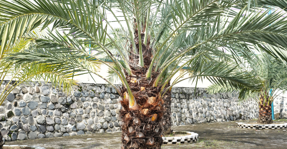palm tree (featured image)