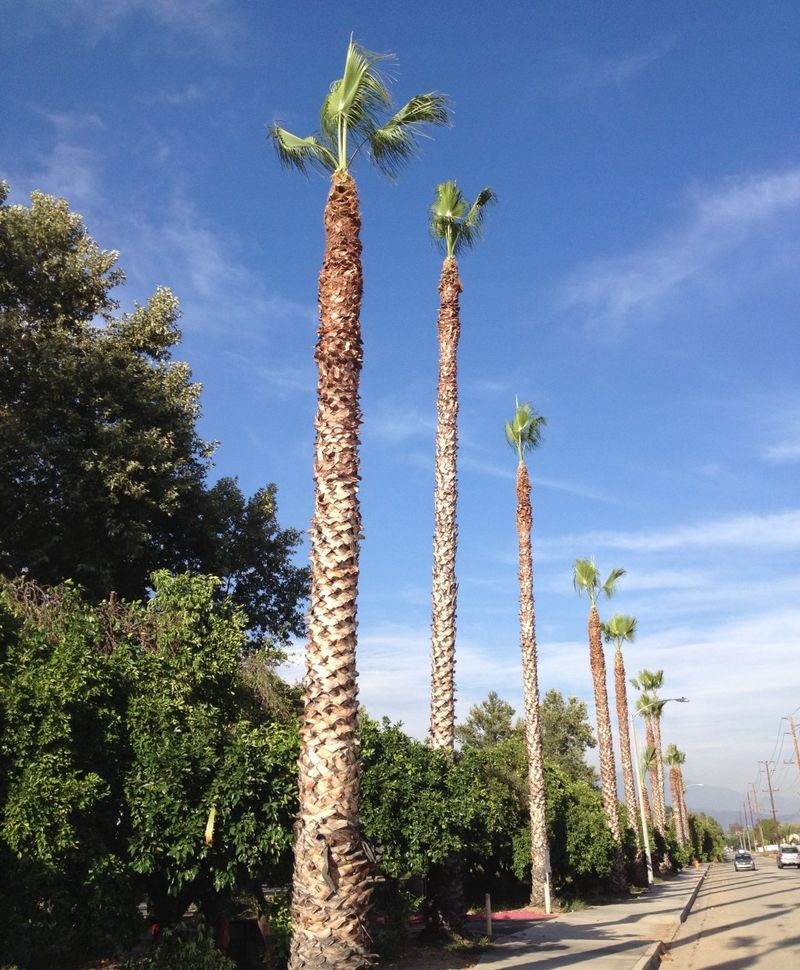 April Is Not The Time To Give Palms A Severe Cut