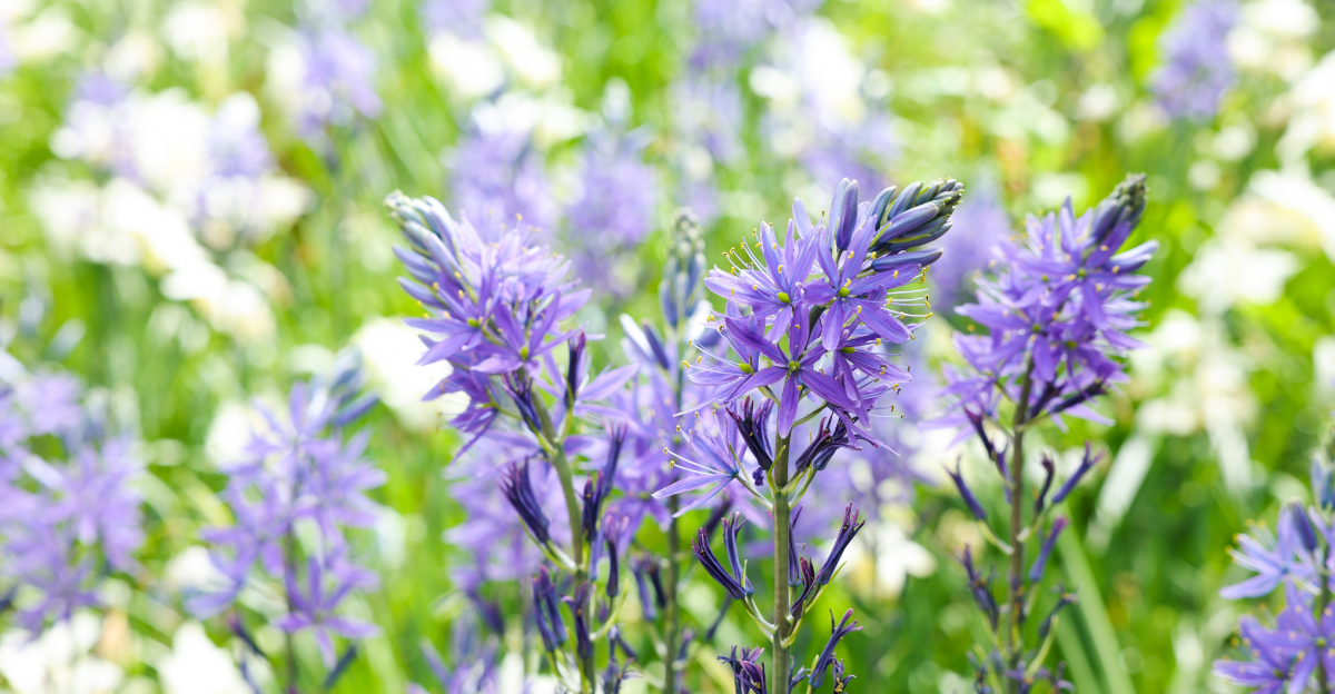 The One Flower Oregon Gardens Can’t Seem To Grow Without