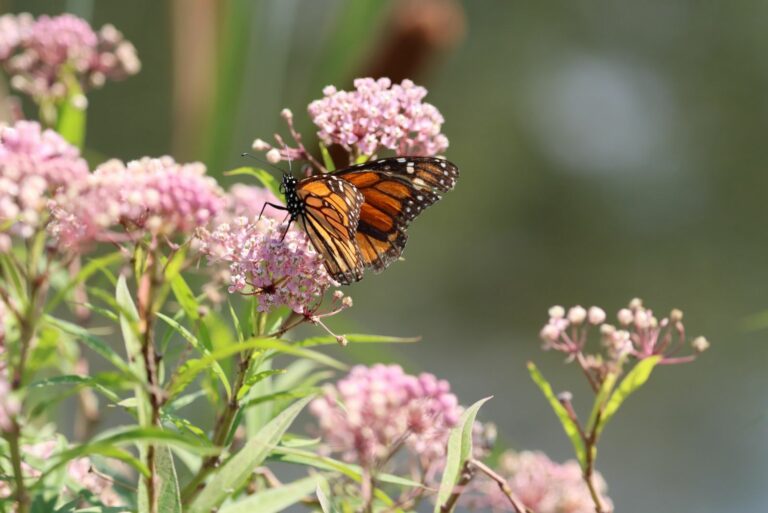 butterfly on milkweed