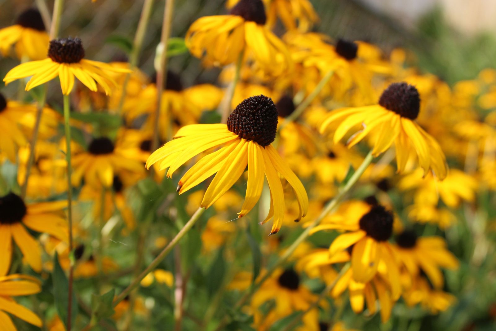 black eyed susan