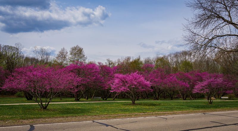 Eastern Redbud Brings Early Spring Color Before Most Trees Leaf Out