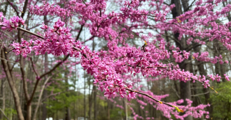 The One Native Tree Every Michigan Garden Should Have