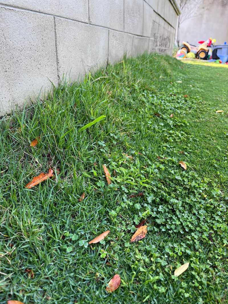 Short Grass Invites Weeds In