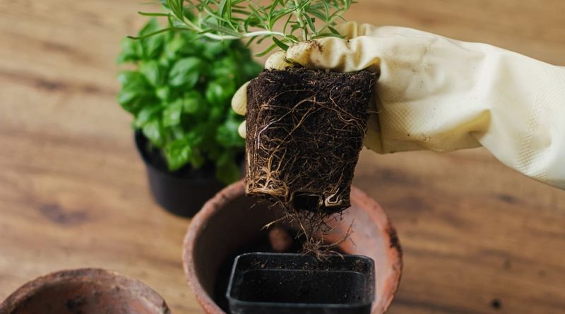 Give Roots Room With The Right Pot Size
