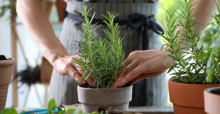 The One Thing That Can Make A Big Difference For Potted Rosemary In Georgia