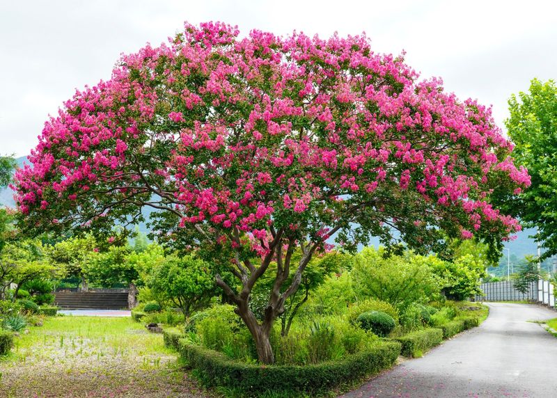 Meet Crapemyrtle, The Small Tree Florida Heat Barely Slows Down