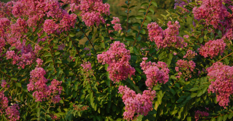 The One Tree That Truly Thrives In Florida Heat