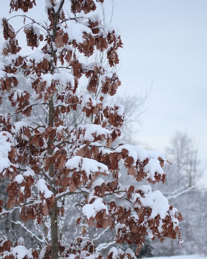 Survives Extreme Winter Cold Without Damage