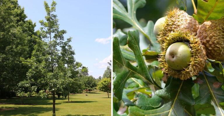 The One Tree That Truly Thrives In Michigan Through Cold Winters And Summer Heat