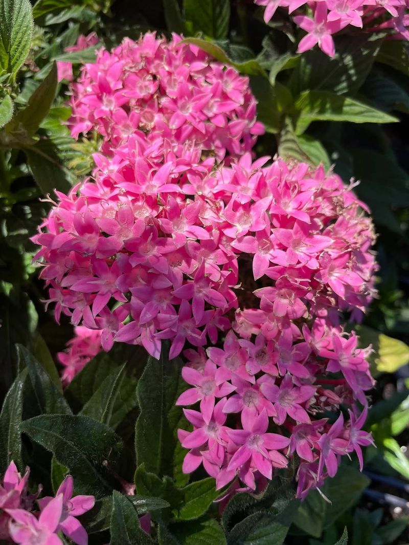 Plant Pentas For Pink Color That Keeps Going In Summer
