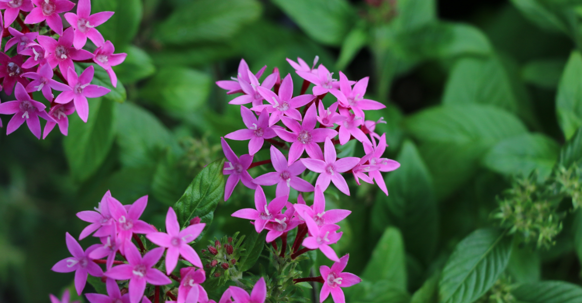 pink pentas