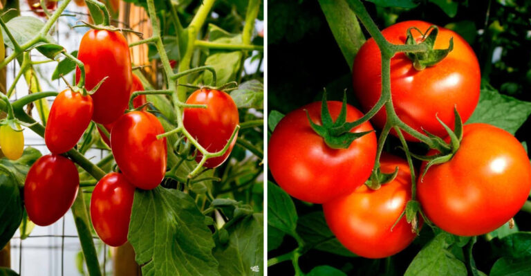 The Only Tomato Varieties Worth Growing In Michigan’s Short Summer Season