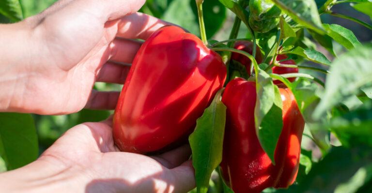 The Oregon May Planting Calendar Every Vegetable Gardener Needs