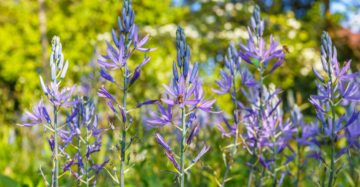 The Oregon Perennials That Look Better Every Week In Late Spring