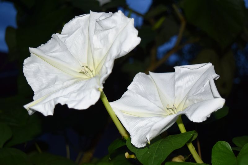 Night-Blooming Morning-Glory Opens As Evening Arrives