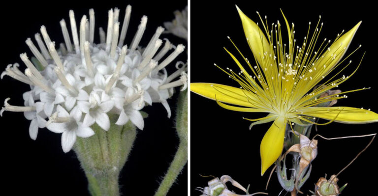 The Oregon Plants Moth Pollinators Need Once The Sun Goes Down