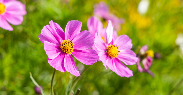 The Oregon Pollinator Plants That Get Going Fast From A Spring Planting