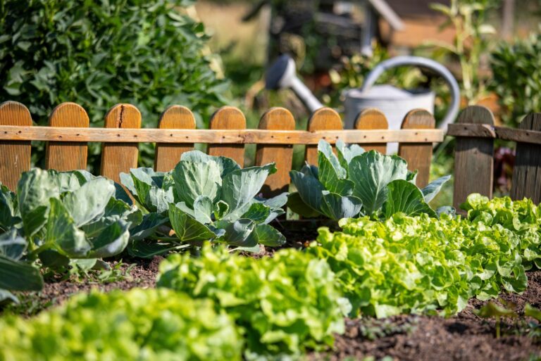 vegetable garden