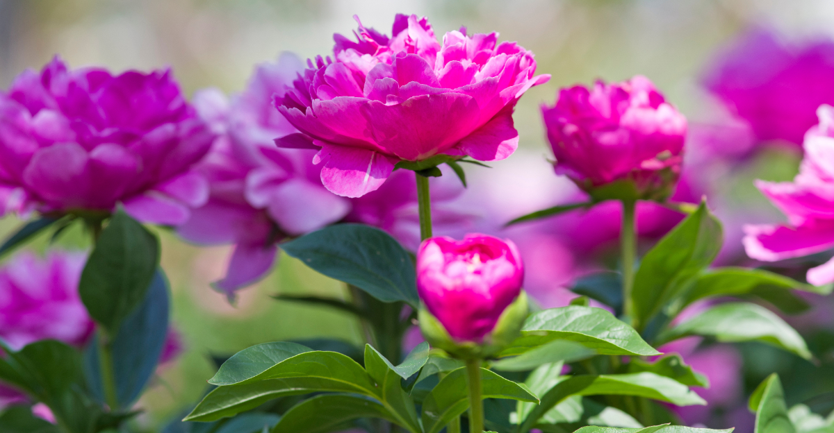 pink peonies in sun
