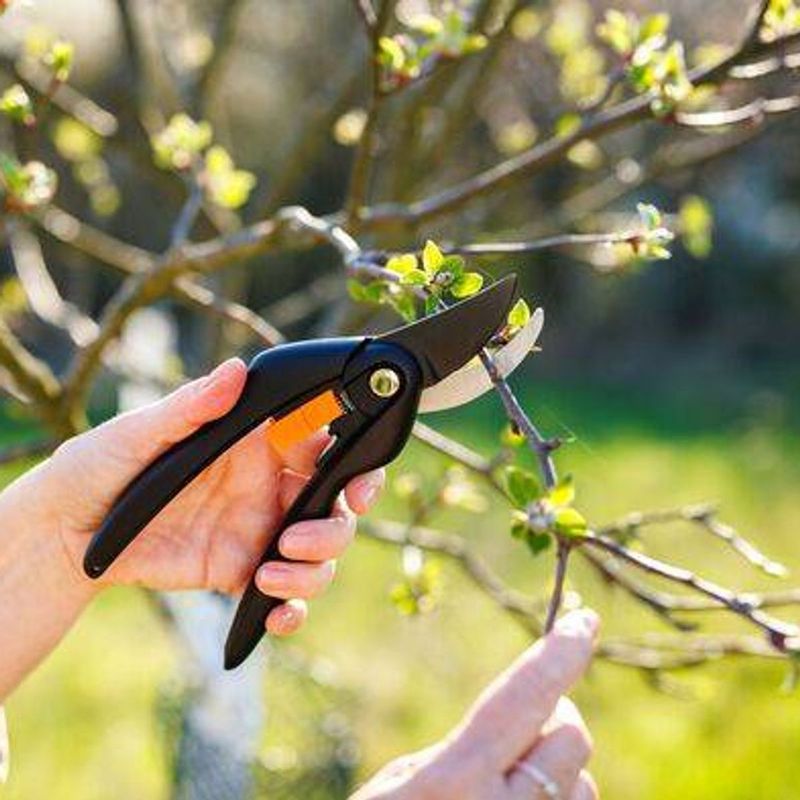 More Disease Problems Showing Up After Cutting