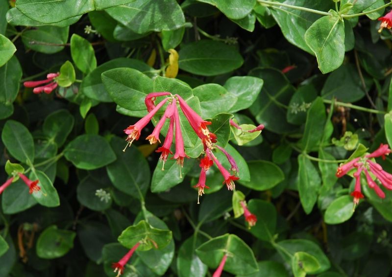 Trumpet Honeysuckle (Lonicera sempervirens)