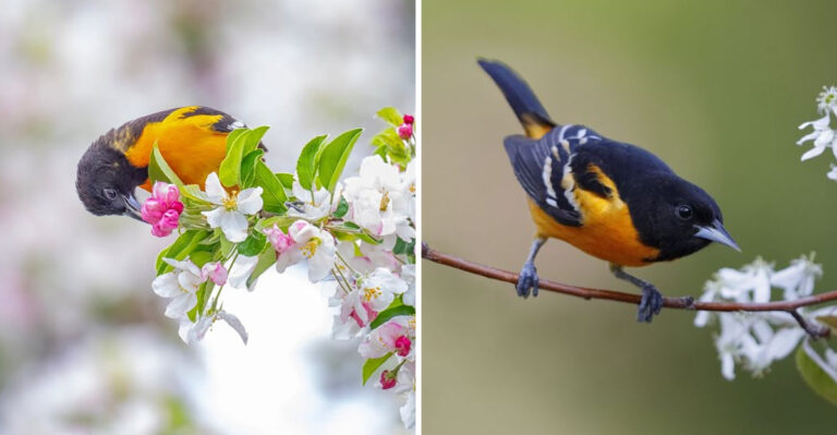 The Plants That Bring Baltimore Orioles To North Carolina Yards Every Spring