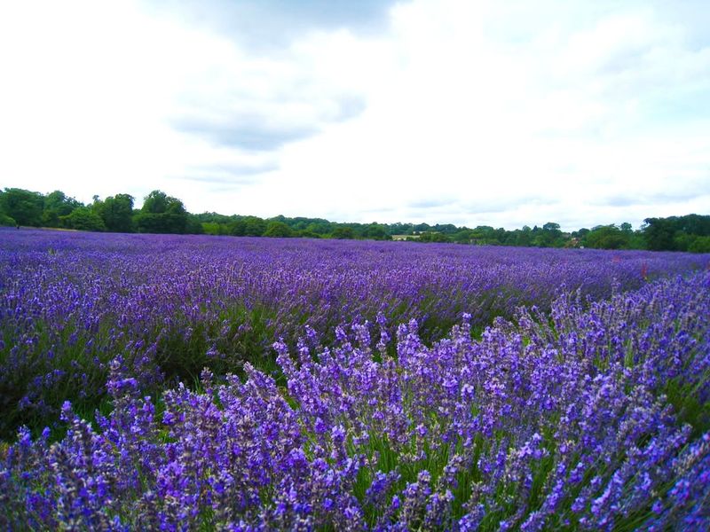 Lavender Struggling With Oregon’s Wet Winters