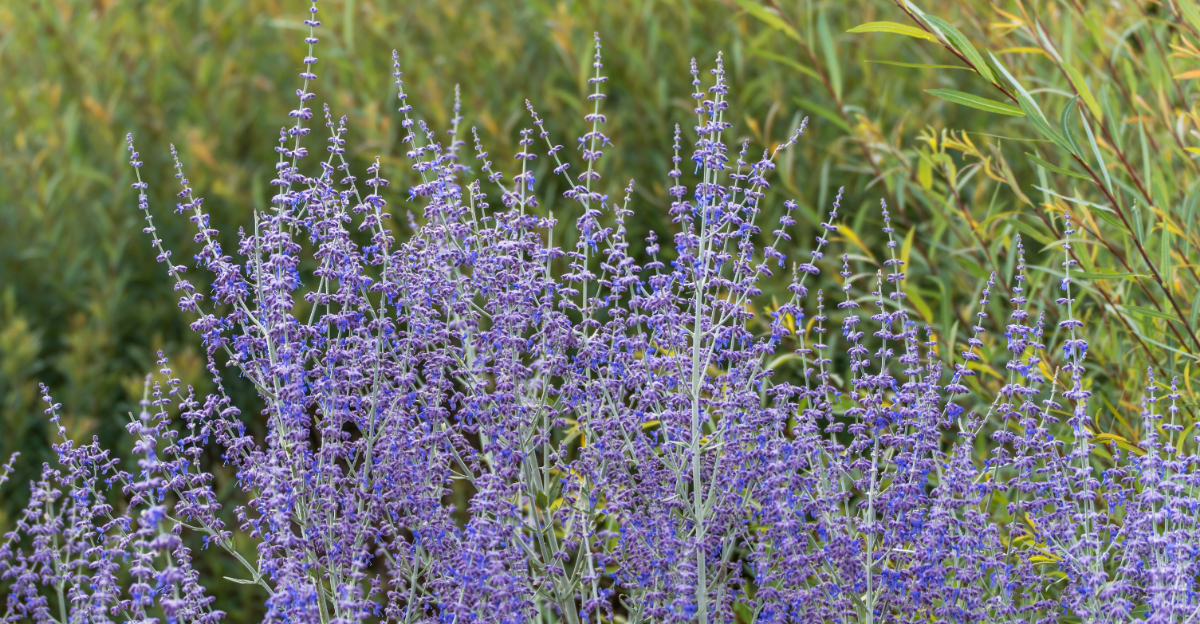 The Plants That Secretly Struggle In Oregon’s Rainy Climate