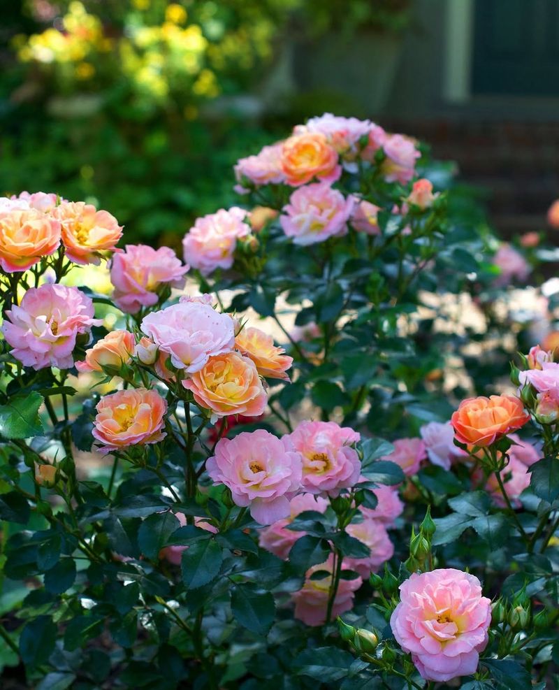 They Bloom For A Long Season