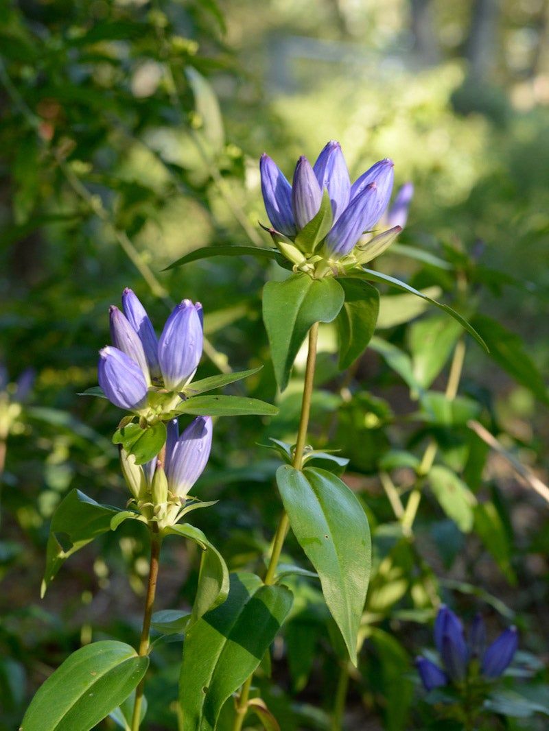 Bottle Gentian (Gentiana Andrewsii)
