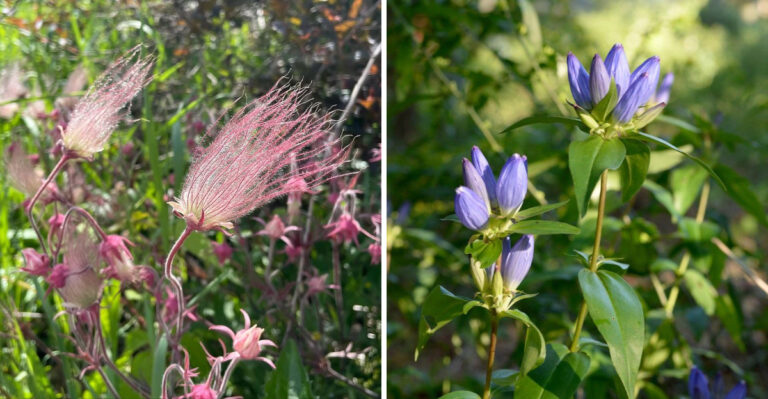 Prairie Smoke and Bottle Gentian