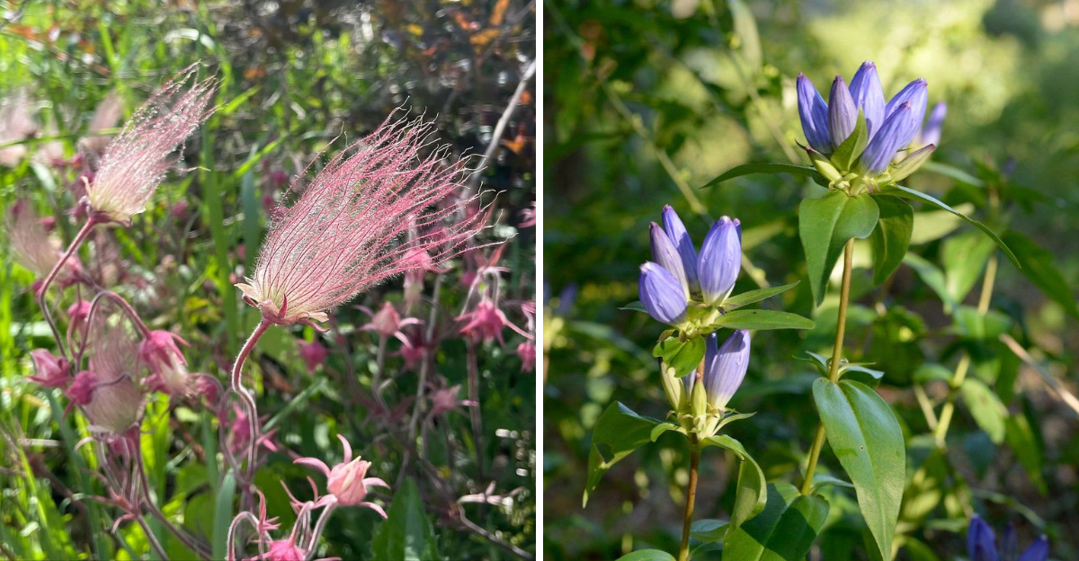Prairie Smoke and Bottle Gentian
