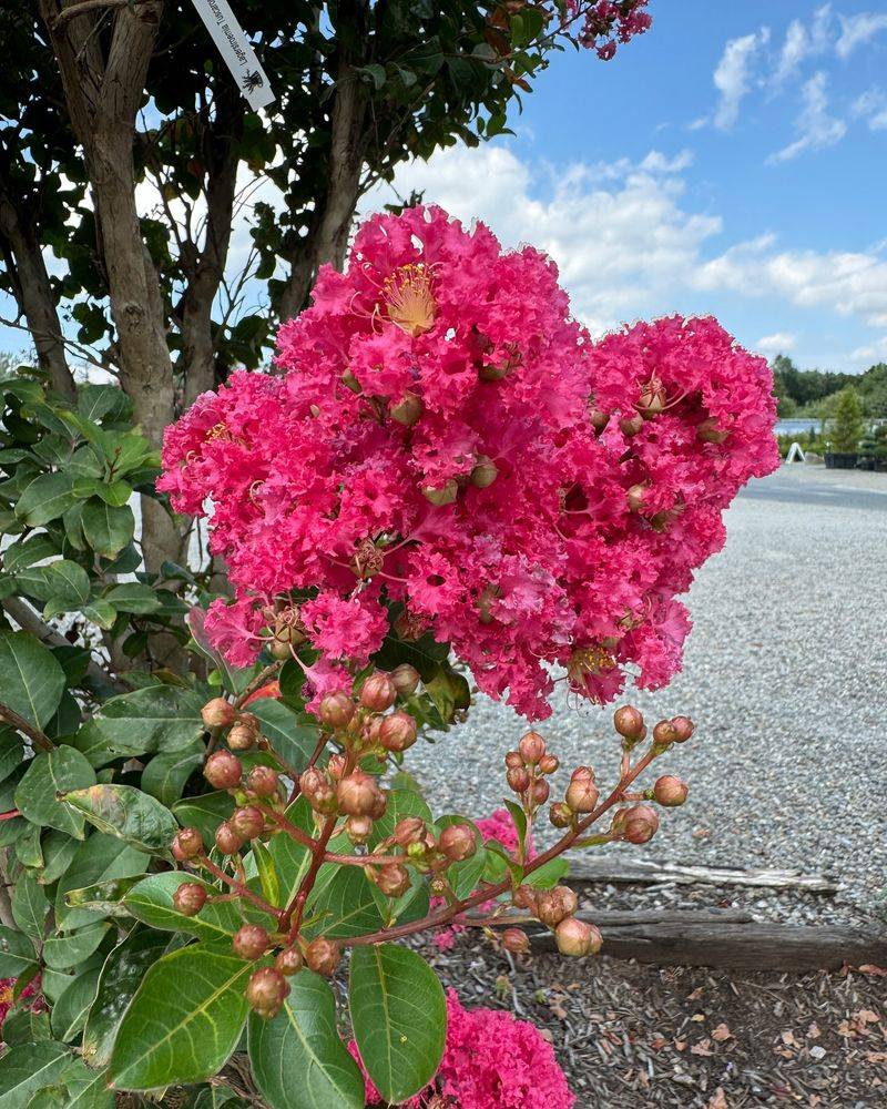 Why Disease-Resistant Cultivars Matter In Humid Florida