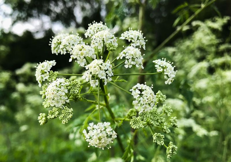 Why Poison Hemlock Can Be Dangerous To People And Pets