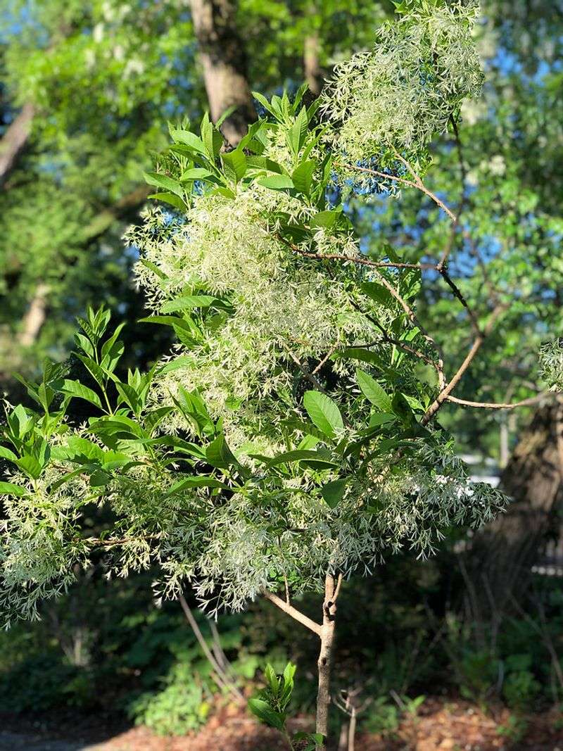 Florida Gardeners Want Easier Trees This Spring