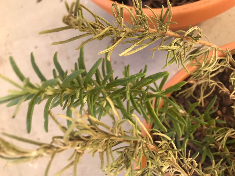 Stop Treating Rosemary Like A Thirsty Summer Herb