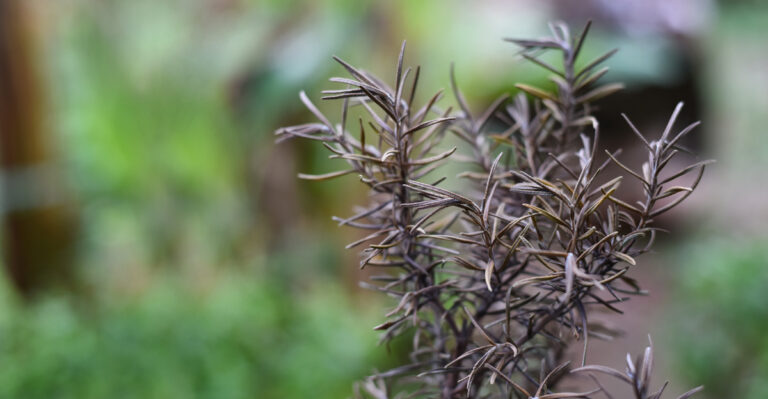 diseased rosemary