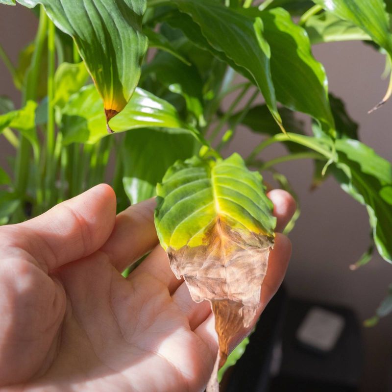 Why Weak Roots Leave Plants Less Resilient