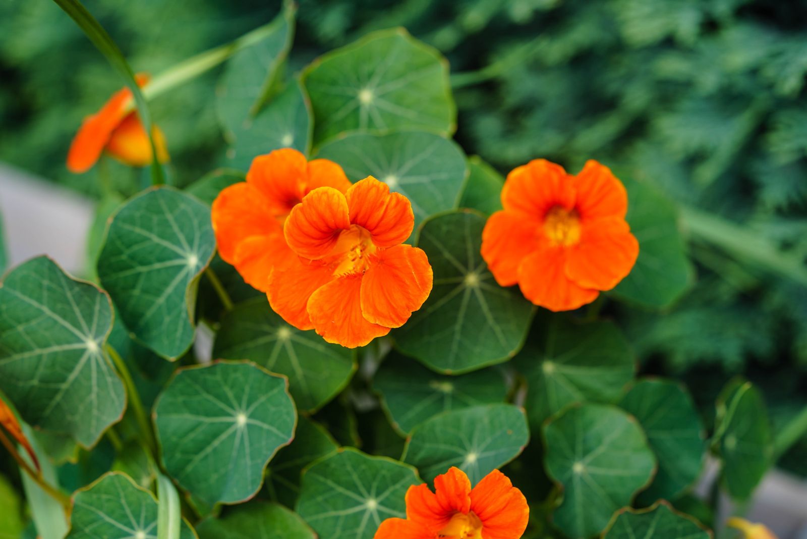 nasturtium