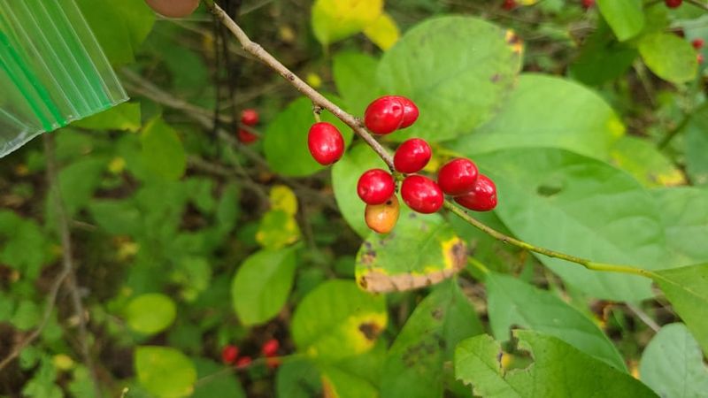 Great For Partial Shade Areas
