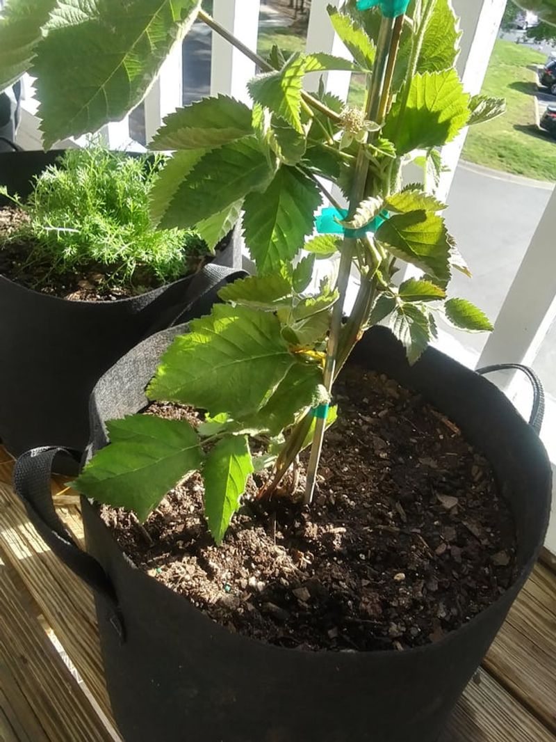 Large Containers Support Strong Root Growth And Better Yields