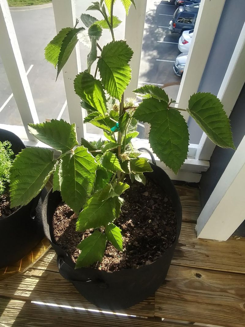 Regular Watering Matters More In Containers