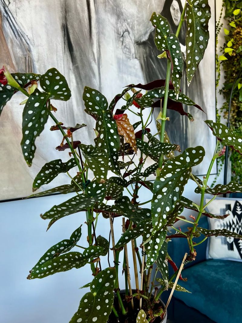 Seasonal Light Changes Shift The Routine