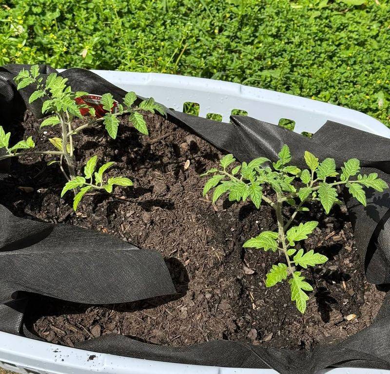 Tomatoes, Peppers, Herbs, And More Grow Beautifully