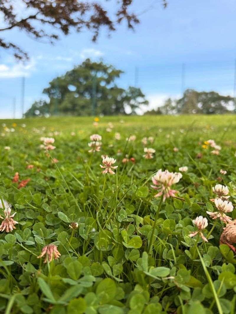 Simple Way To Introduce Clover Into Existing Thin Turf