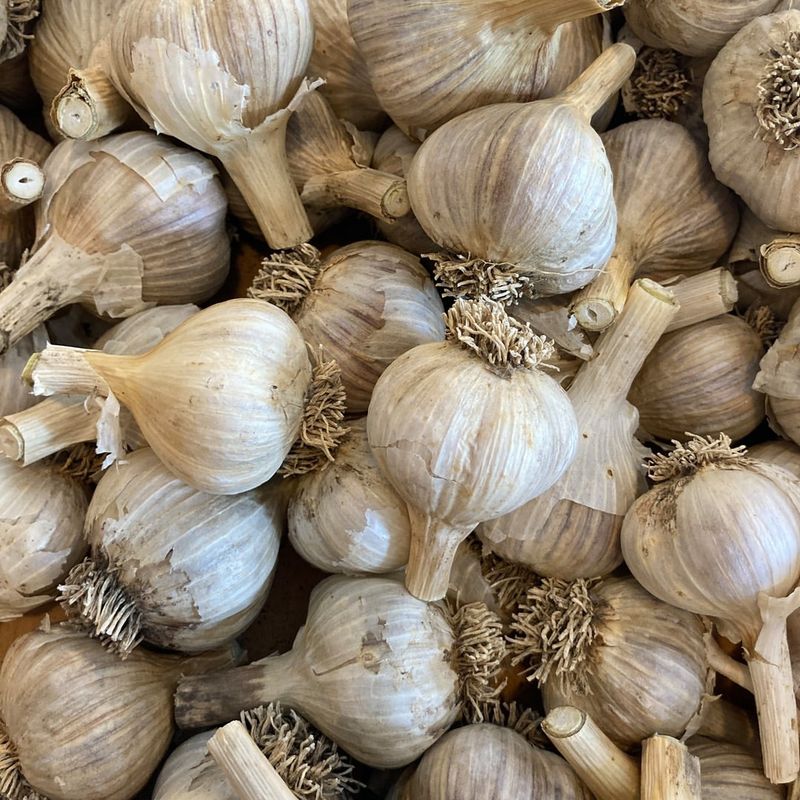 Pick Hardneck Garlic For Better Ohio Performance