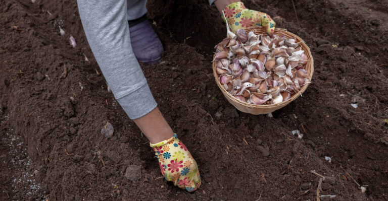 The Right Way To Grow Garlic In Ohio Gardens